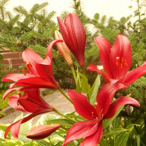 Lilie to triumf ogrodu mojego,gdzie można znaleźć coś oryginalnego.:) To piękna ozdobna roślina,która o swym uroku zawsze przypomina.Piękne barwy i kształty ma,dlatego każdy ogrodnik ją zna.:) To królowe ogrodu letniego,które przynoszą w darze coś najpięk