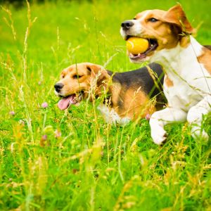 Psy uwielbiają zabawę, wielkie połacie ogrodu z pewnością jej sprzyjają (zdj.: Fotolia.com)