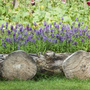 Wykorzystanie drewnianych donic może wzbogacić wiejscy wygląd ogrodu (zdj.: Fotolia.com)
