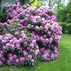 Azalie i rododendrony