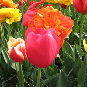 Moje tulipany mix kolorów i gatunków [3]