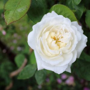 Biała róża  (zdj.: Fotolia.com)