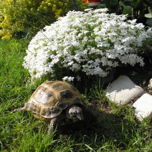Latem nasz żółwik Feluś spaceruje po bajkowym ogrodzie.