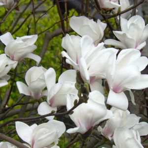 Magnolia biała.