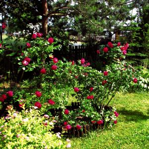 Róże parkowe - odmiana "Alexander mackenzie"