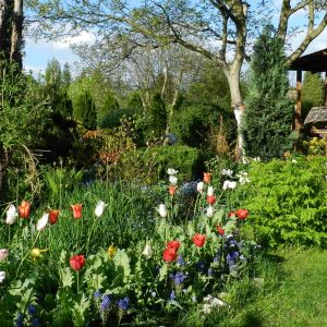 Wiosną w ogrodzie kwitną cebulowe-krokusy,szafirki,tulipany i czosnki ozdobne.Są objawieniem po zimowej nostalgii