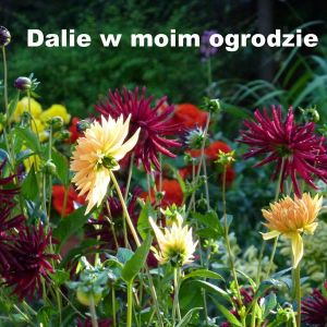Dalia, popularnie nazywana georginią, jest wspaniałą rośliną używaną w ogrodowych aranżacjach. Zachwyca nas ogromną różnorodnością pięknych kwiatów o rozmaitych kształtach, wielkościach. Dalie to rośliny późnego lata i jesieni. Nie sposób przejść obok nic
