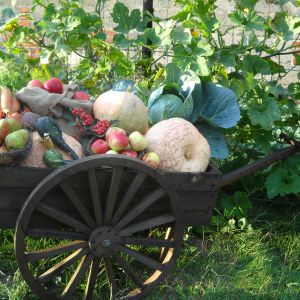 Wózek ze zbiorami z warzywniaka.