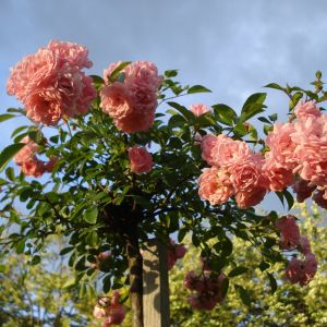 Róża typu rambler (zdj.: Fotolia.com)