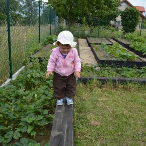 Trzeba sprawdzić czy "ogrodzenie" ogródka warzywno-truskawkowego jest wytrzymałe