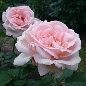 Róża CLAIR 