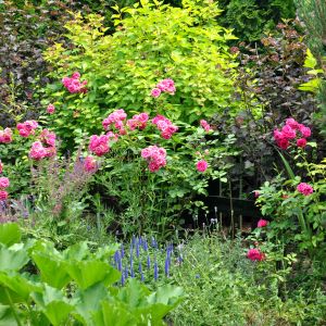Pęcherznice i róża parkowa Elmshorn