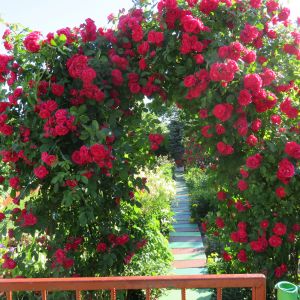 Pergola obrośnięta pnącymi różami, zaprasza do kolorowego ogrodu.