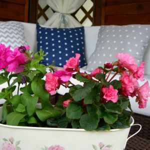 kwiaty, poradnik ogrodniczy, najlepiej umilają czas wypoczynku