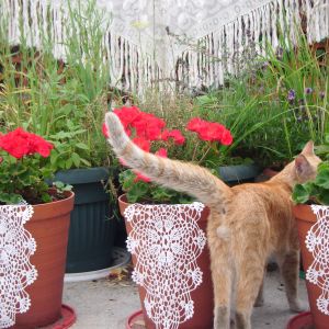 Kwitnące pelargonie + kot:)