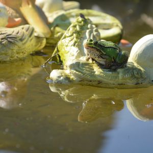 W oczku żaba pływa sobie na plastykowych kaczkach :)
