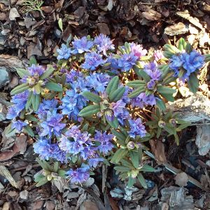 Azalia japońska niebieska (Amethyst imp. hybridum)