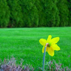 Narcyz – wiosenny kwiat, który lubi samotność