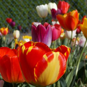 Tulipany:)