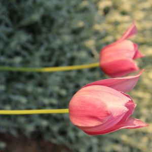 Tulipany 
