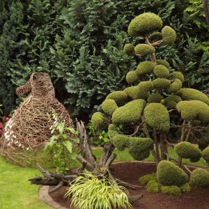 Moją największą dumą w ogrodzie jest "niwaki" z żywotnika, który przypomina swoim wyglądem bonsai. 