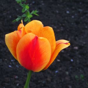 tulipan pomarańczowy 