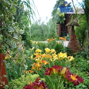 Jeśli chciałabyś mieć piękne miejsca w ogrodzie posadz sobie liliowce lubią słońce ale tez półcień ta roślina idealna dla każdego, kto ma niewiele czasu na pracę w ogrodzie