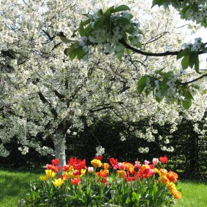 Kwitnąca wiśnia i kolorowe tulipany