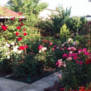 Altana, wokół której rosną róże