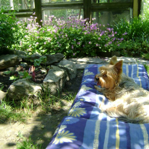 Maja w ogrodzie leży sobie na materacu, gdy ja pielęgnuję ogród. 