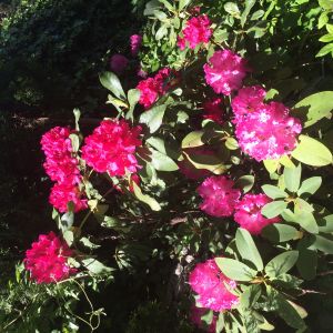 Rododendrony królewny wiosny