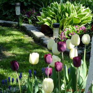 Kocham tulipany za wspaniałe kolory