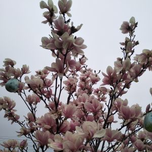 Magnolia w rozkwicie...