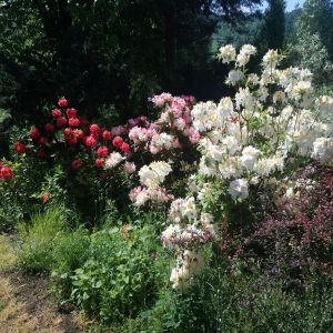 kącik z azaliami i rododendronami