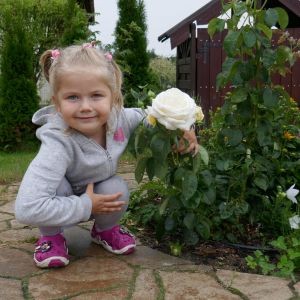 Moja córka prezentuje naszą najpiękniejszą w ogrodzie różę - odmiana Chopin
