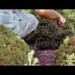 Jak nawozić trawnik i iglaki