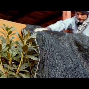 Jak zabezpieczyć rośliny przed zimnem