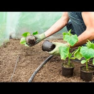Jak sadzić rozsadę pomidora, papryki i ogórka pod osłonami