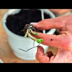 Jak uprawiać truskawki na balkonie
