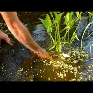 Jak pielęgnować florę w oczku wodnym