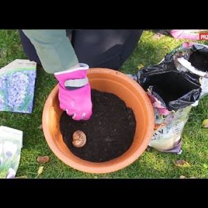 Jak przygotować donicę z roślinami cebulowymi