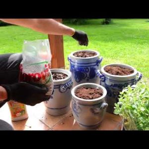 Jak uprawiać zioła na tarasie lub balkonie