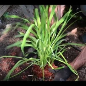 Jak sadzić i pielęgnować liliowce