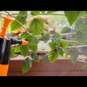 Jak ratować rośliny po suszy lub zalaniu
