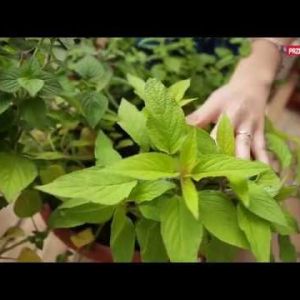 Jak uprawiać zioła na tarasie