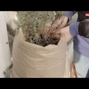 Jak przygotować rośliny tarasowe do zimy