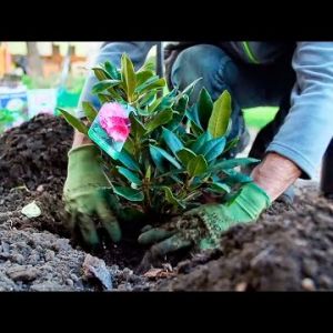 Jak sadzić i pielęgnować różaneczniki