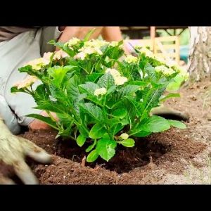 Jak sadzić hortensje