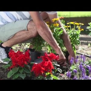 Jak stworzyć kompozycje kwiatowe w ogrodzie