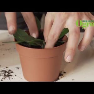 Jak rozmnożyć zamiokulkasa przez sadzonki zielne